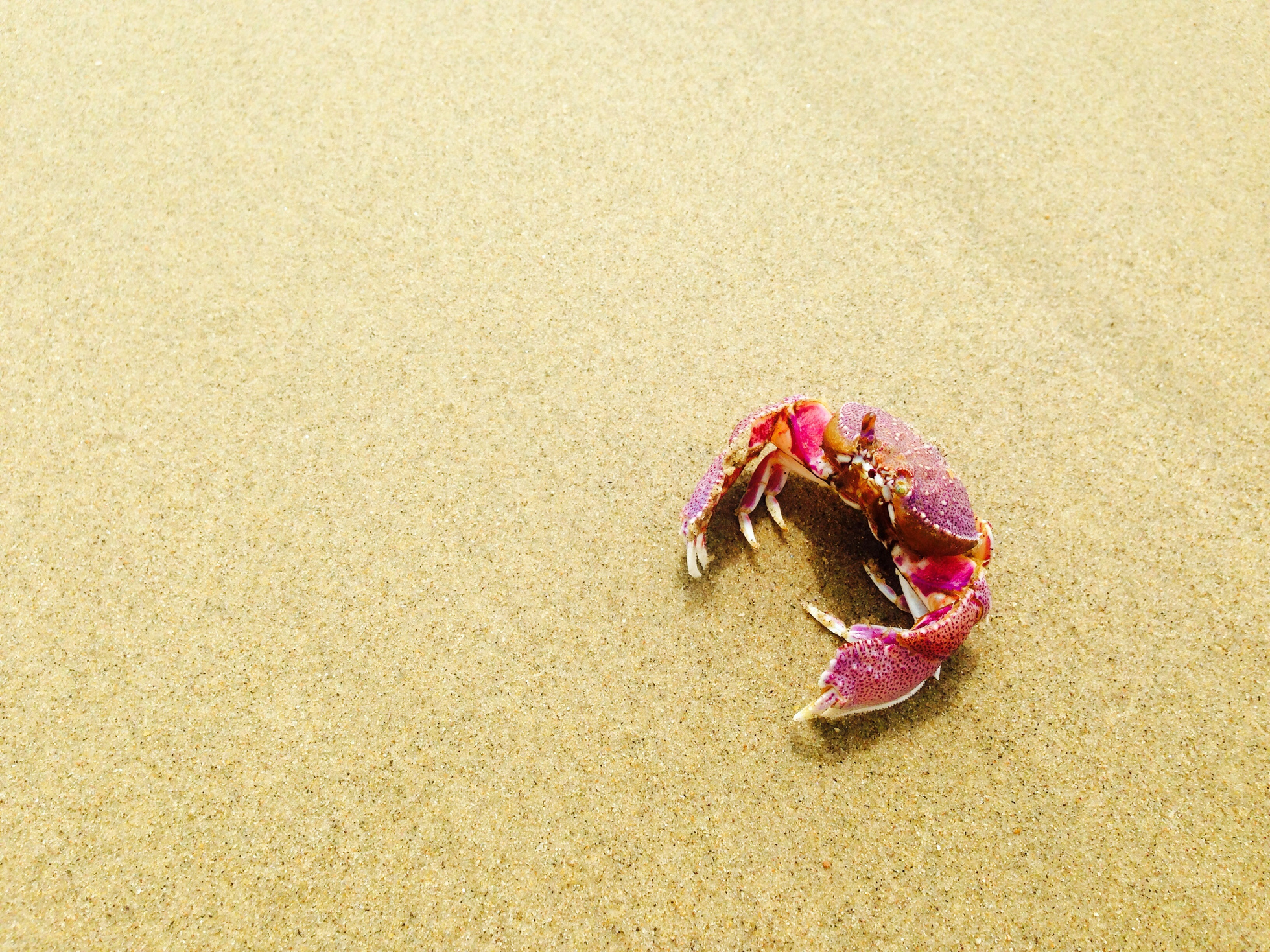 Nature, Animal, Crab, Sand, Beach, Wildlife, Crustacean